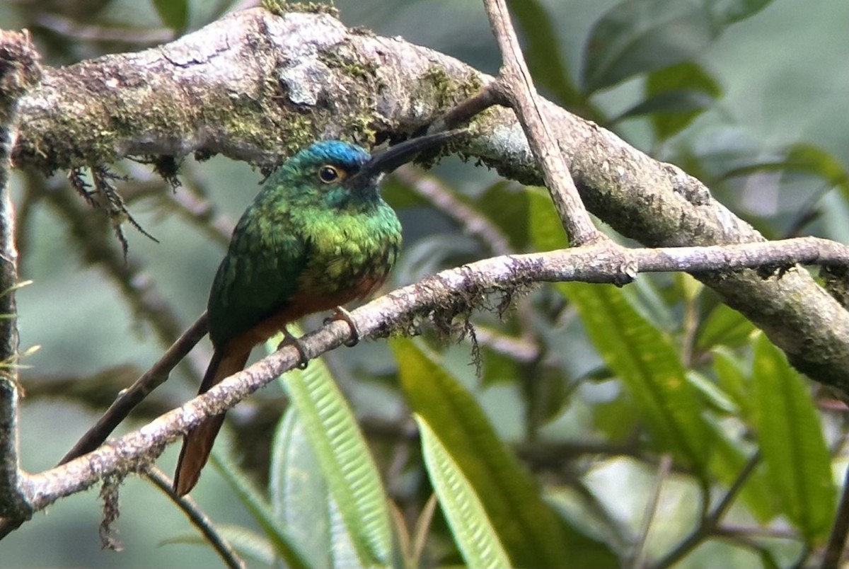Coppery-chested Jacamar - Alec Hopping
