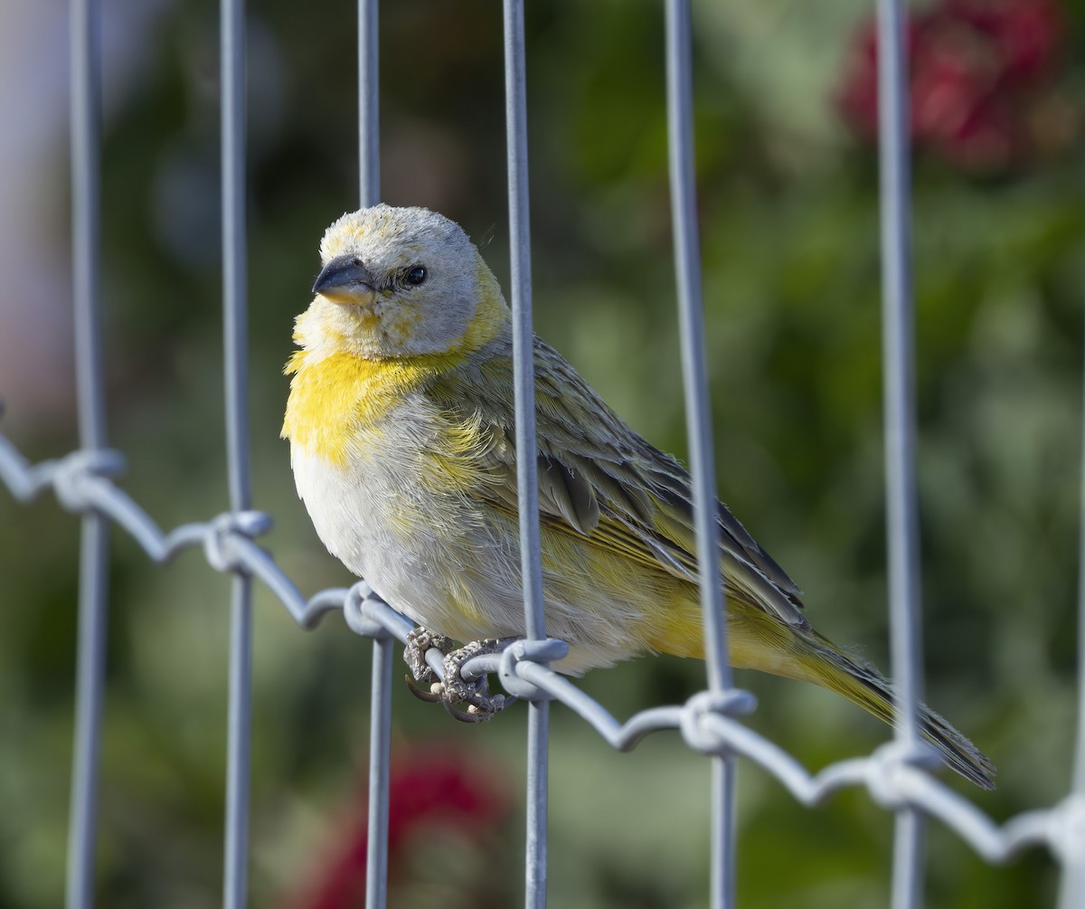 Saffron Finch - ML616781201