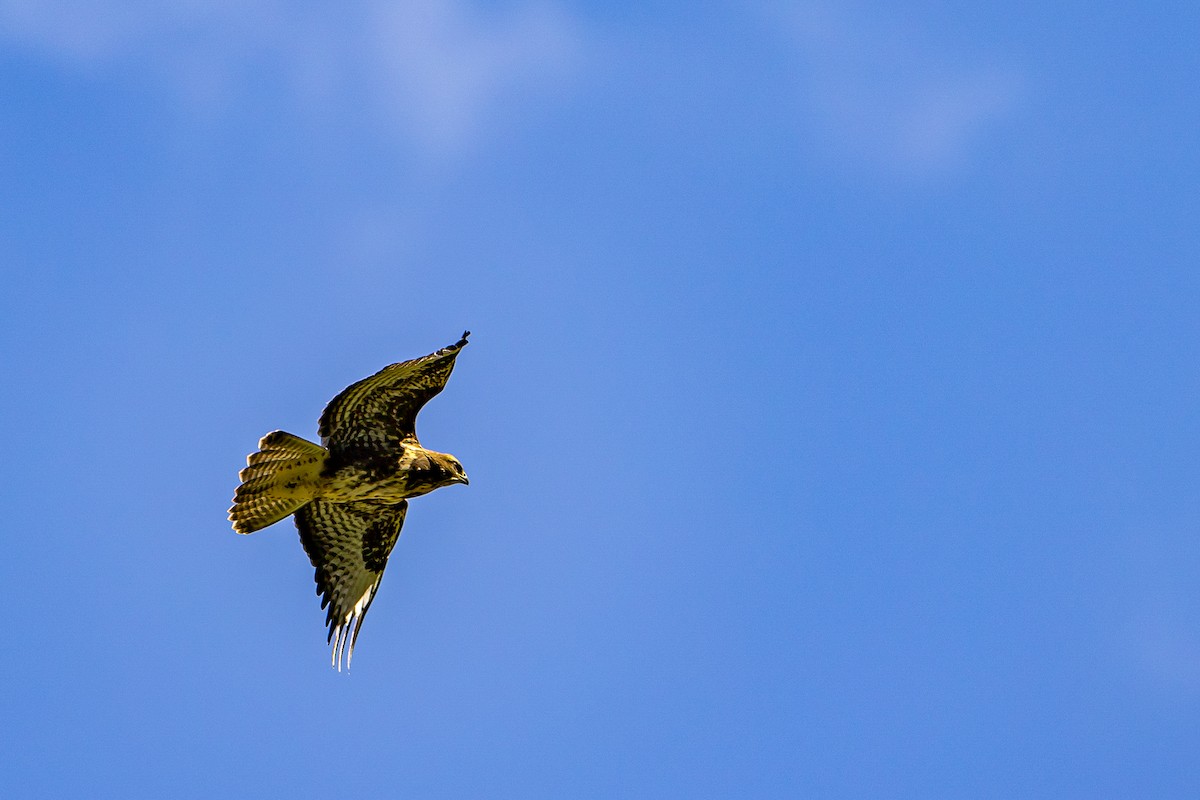 Common Buzzard (Western) - ML616781249