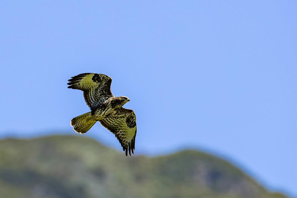 káně lesní (ssp. buteo) - ML616781250