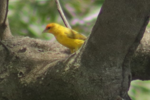 Orange-fronted Yellow-Finch - Werner Arnolds