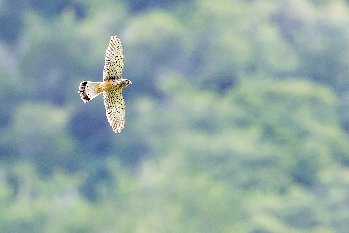 Eurasian Kestrel (Canary Is.) - ML616781265