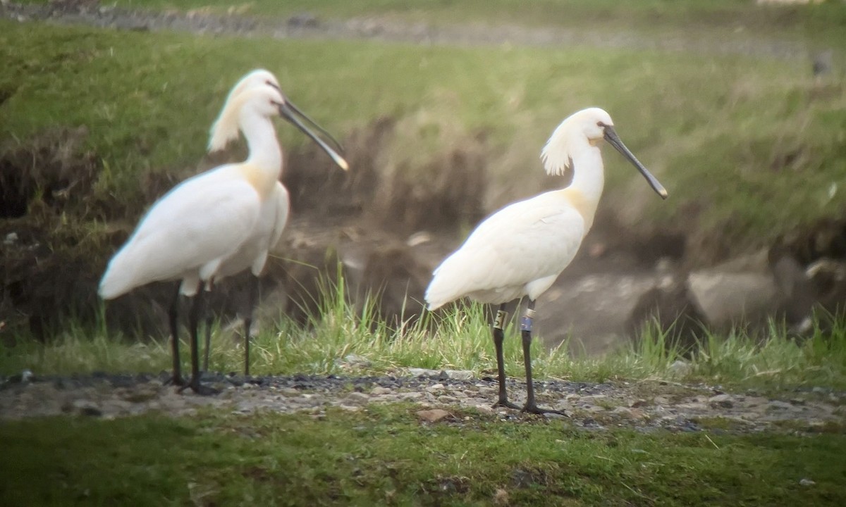 Eurasian Spoonbill - ML616781275