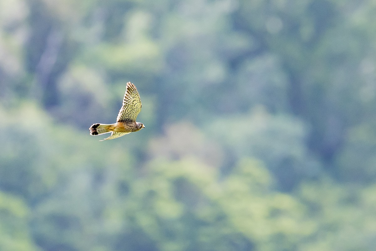 Eurasian Kestrel (Canary Is.) - ML616781277