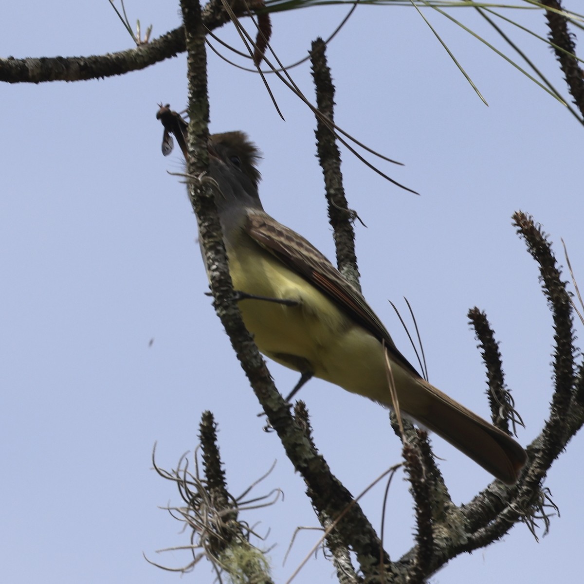 Great Crested Flycatcher - Glenn and Ellen Peterson