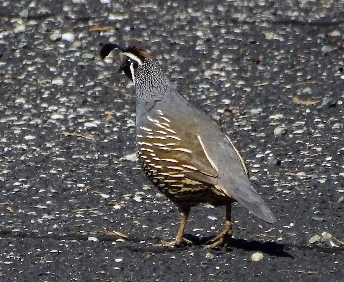 California Quail - ML616781318