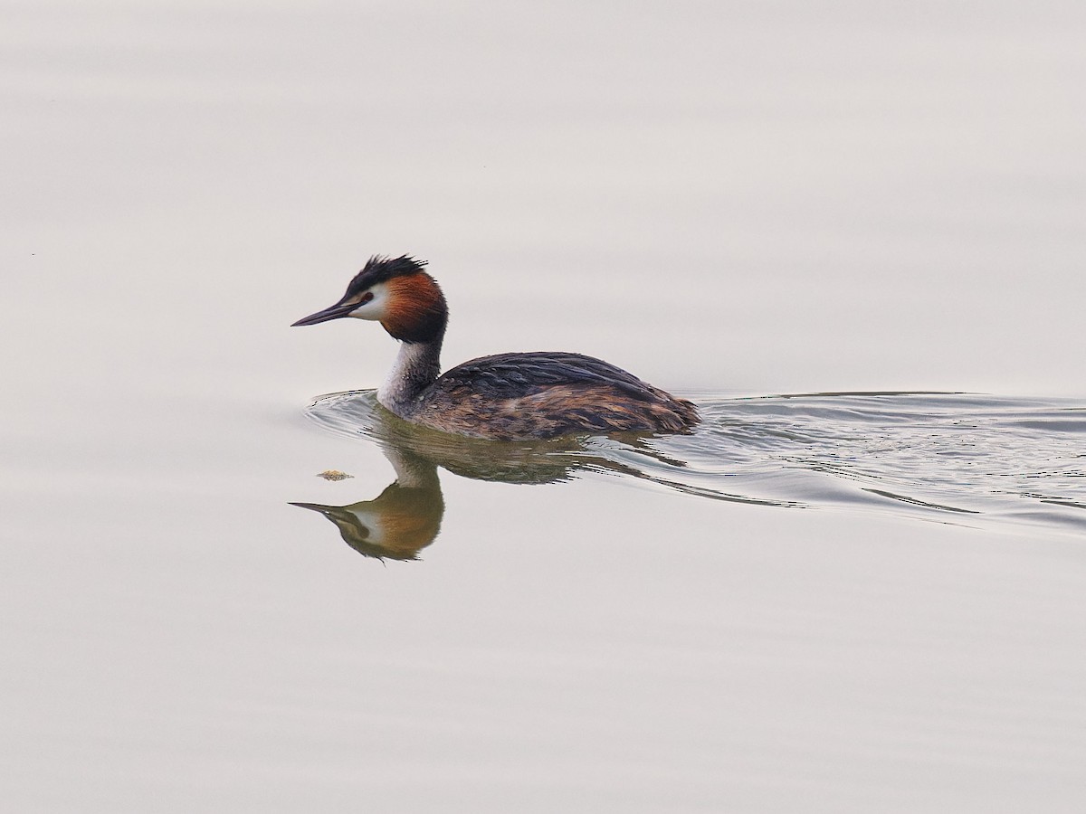 Great Crested Grebe - ML616781322