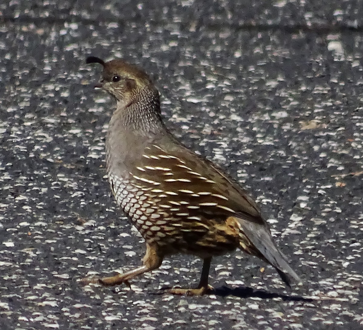 California Quail - ML616781324