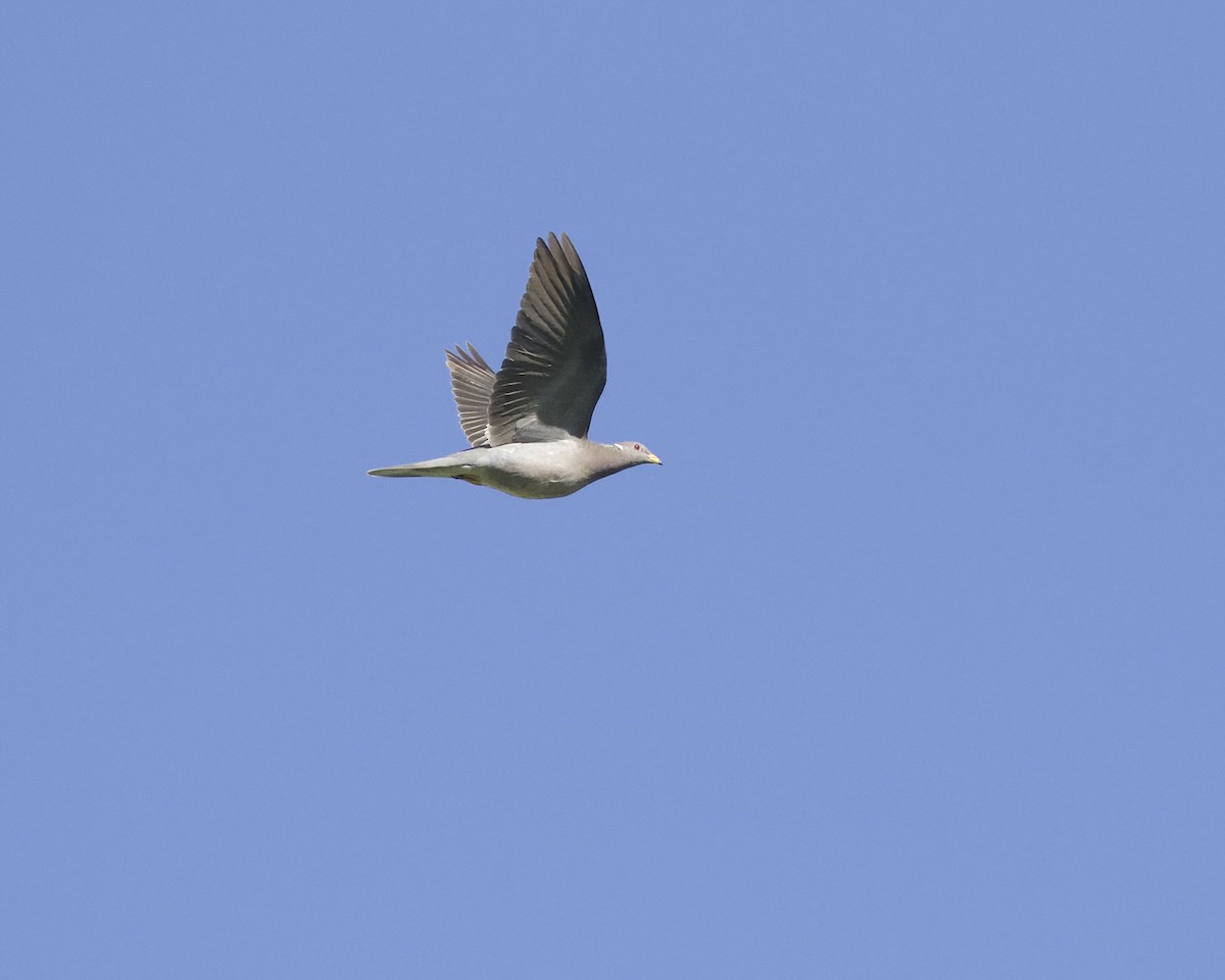 Полосатохвостый голубь - ML616781353