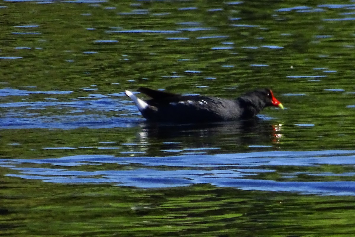 Common Gallinule - ML616781367