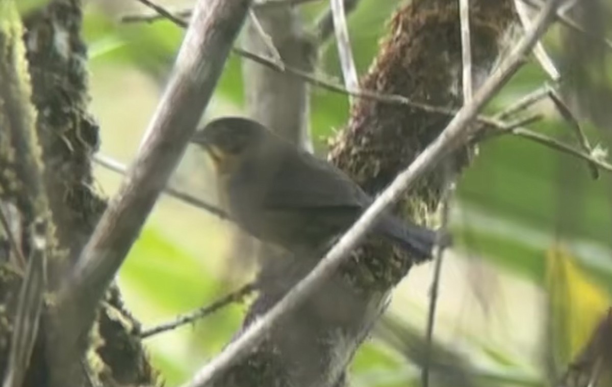 Dusky-headed Brushfinch - ML616781378