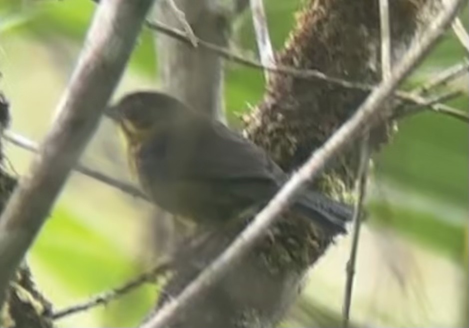 Dusky-headed Brushfinch - Alec Hopping