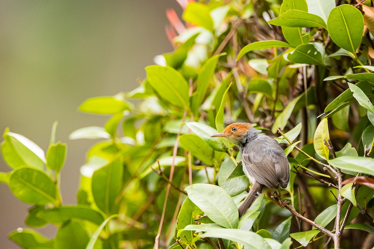 Ashy Tailorbird - ML616781396