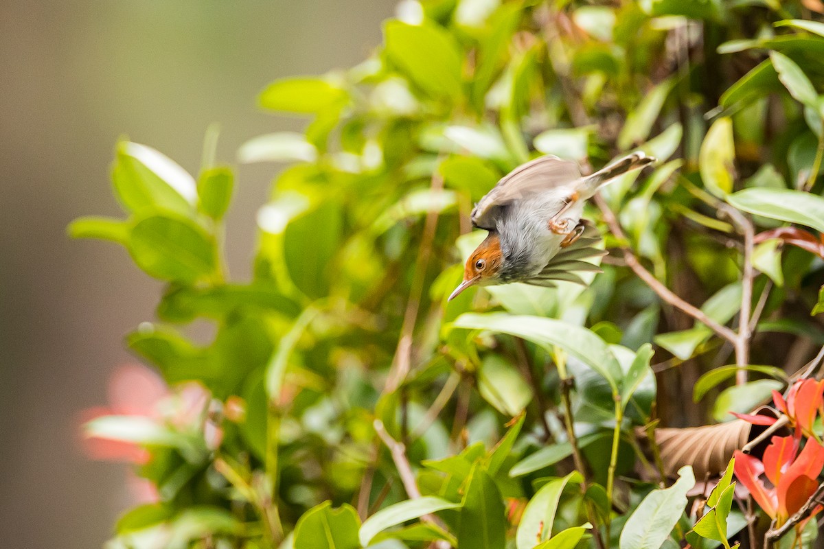 Ashy Tailorbird - ML616781398