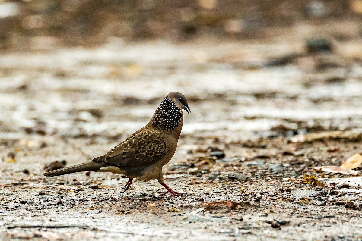 Spotted Dove - ML616781401