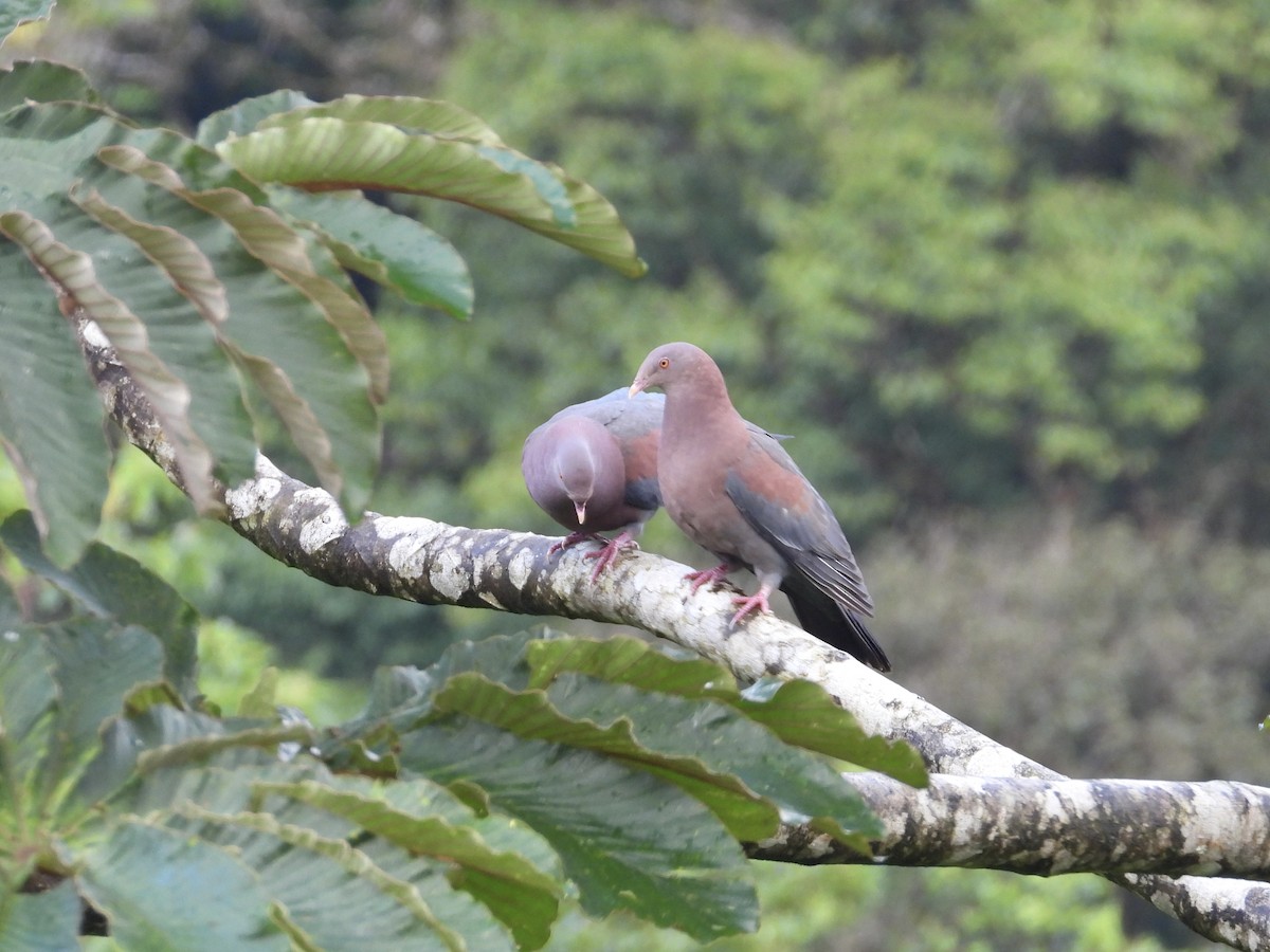 Red-billed Pigeon - WS Barbour
