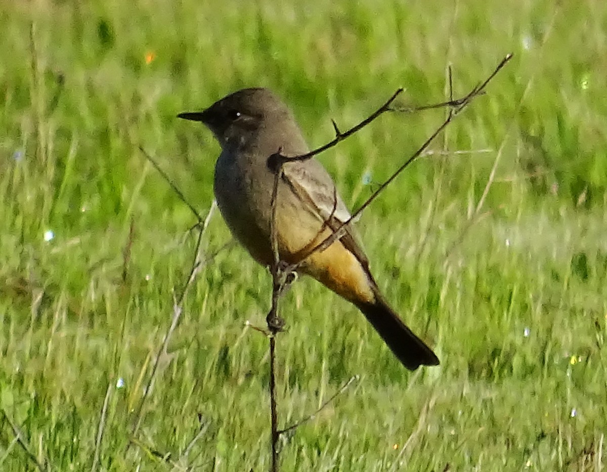 Say's Phoebe - ML616781416