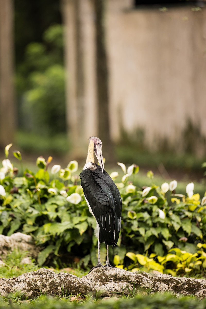 Lesser Adjutant - ML616781418