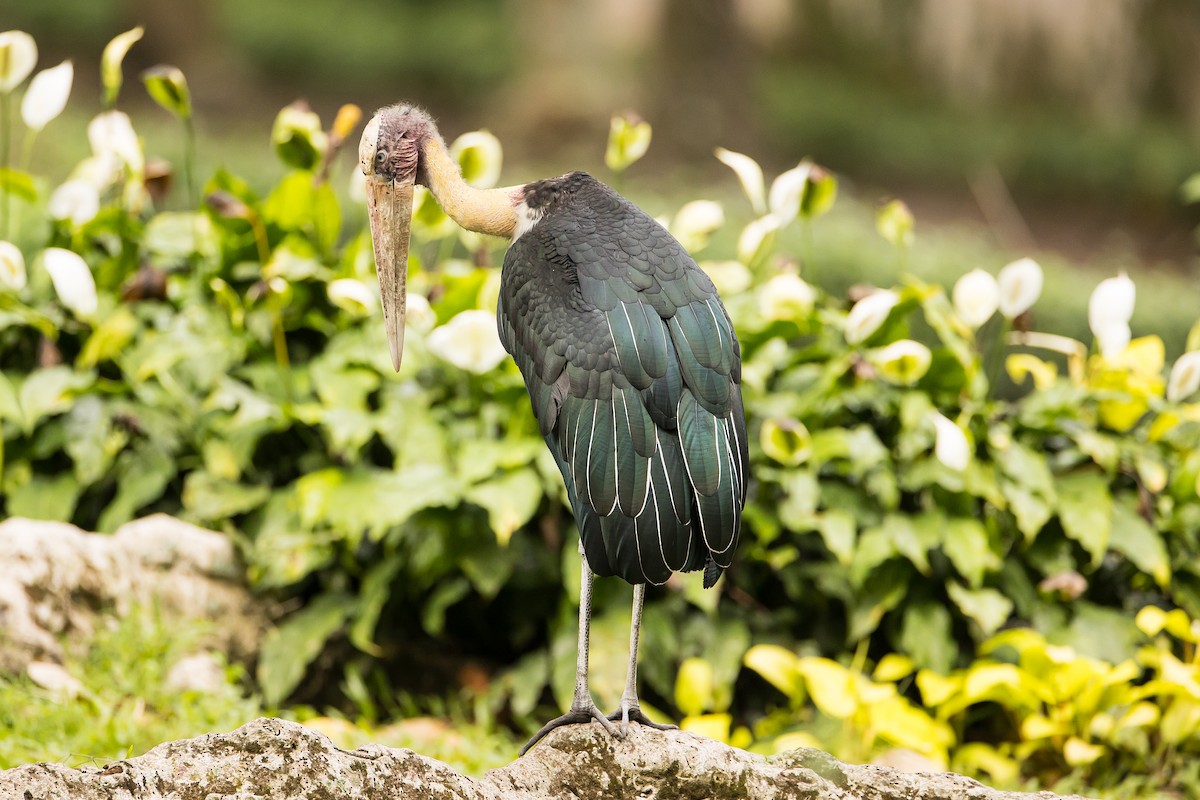 Lesser Adjutant - ML616781420