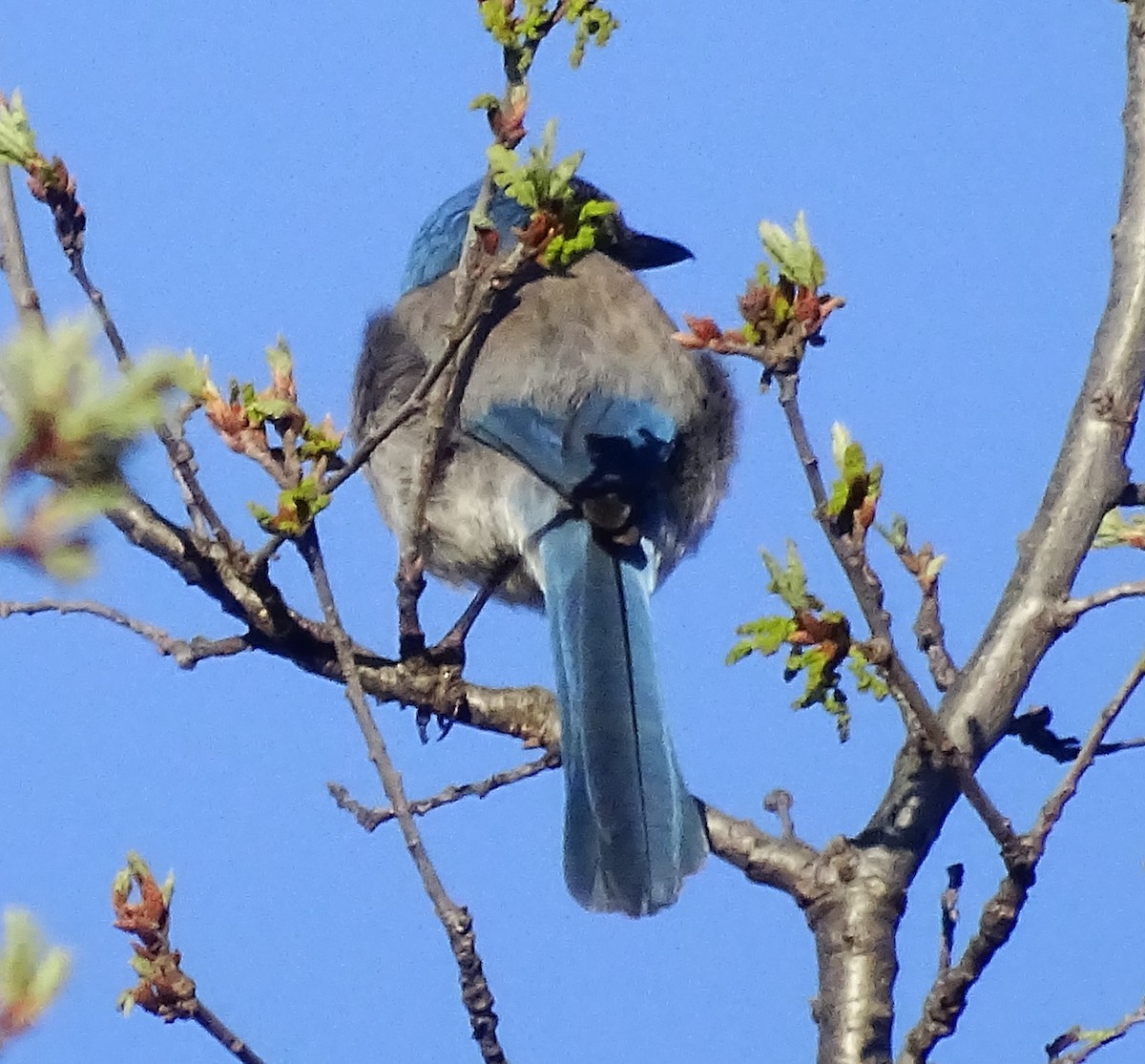 California Scrub-Jay - ML616781424