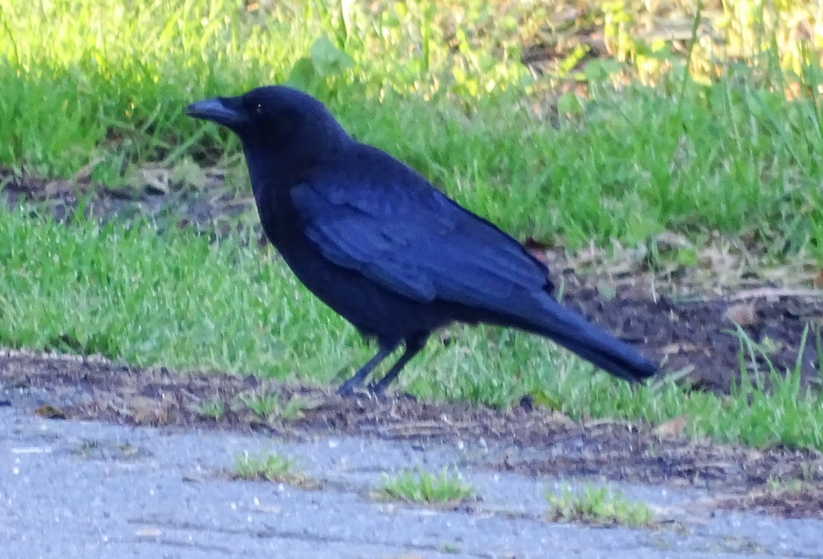 American Crow - ML616781430