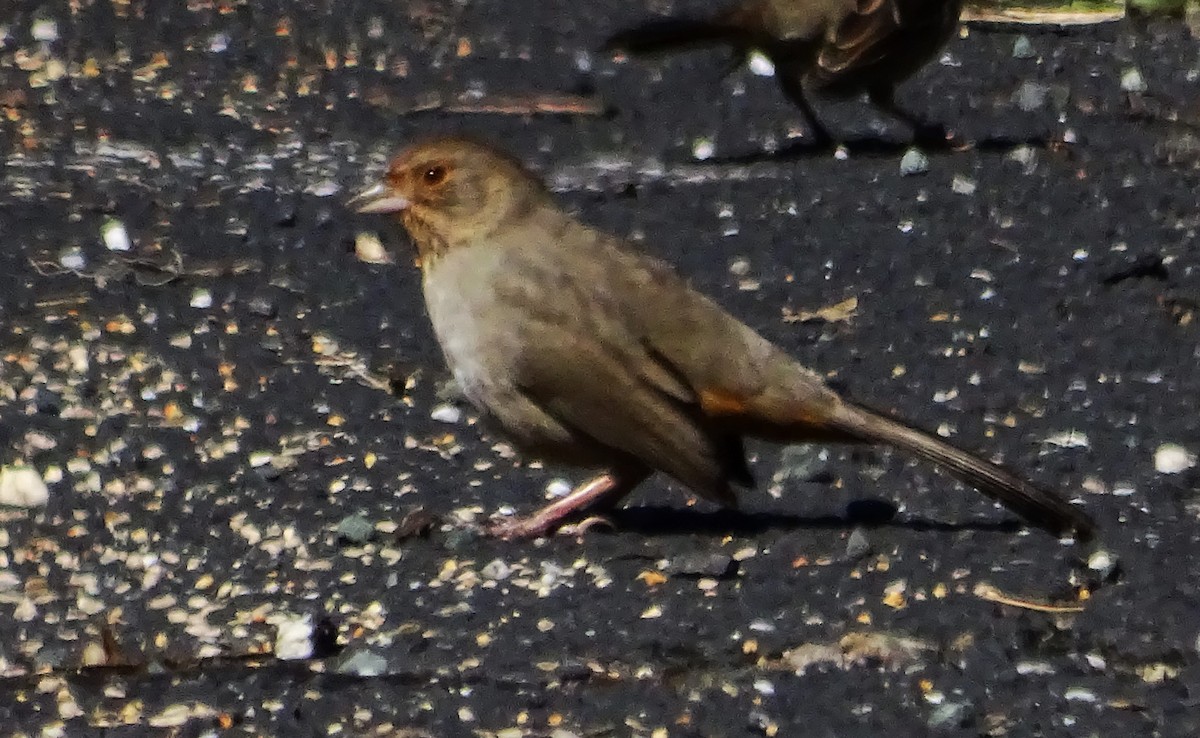 California Towhee - ML616781471