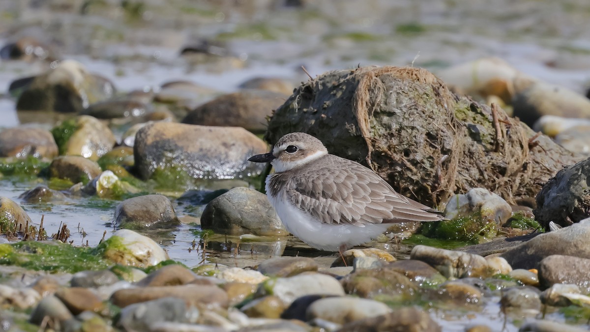 Wilson's Plover - Deborah H