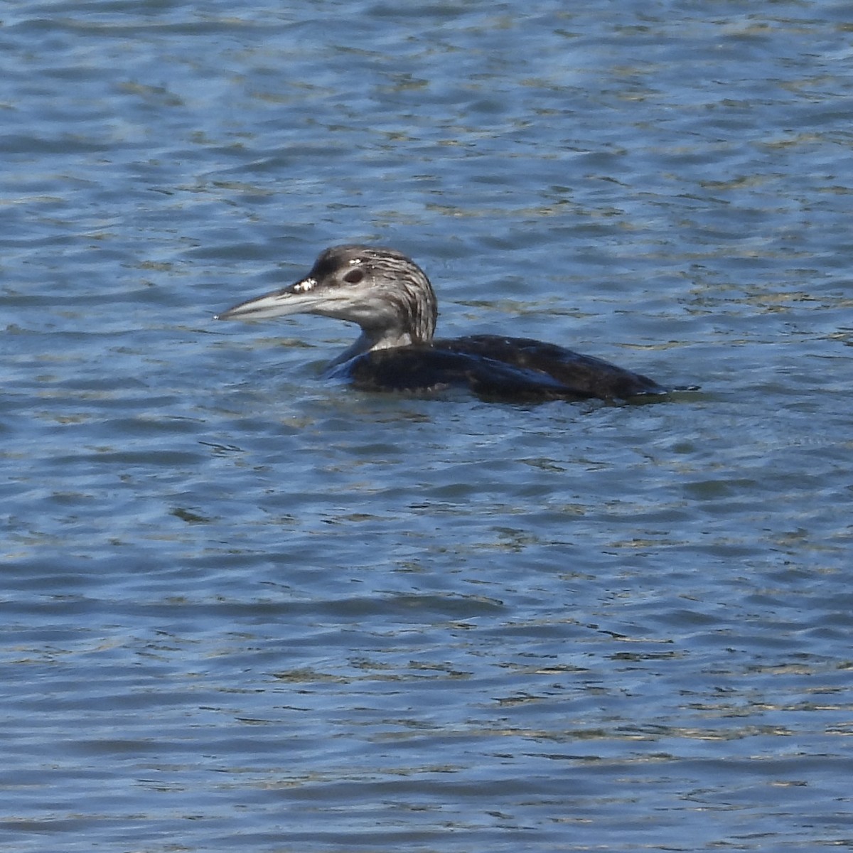 Common Loon - ML616781590