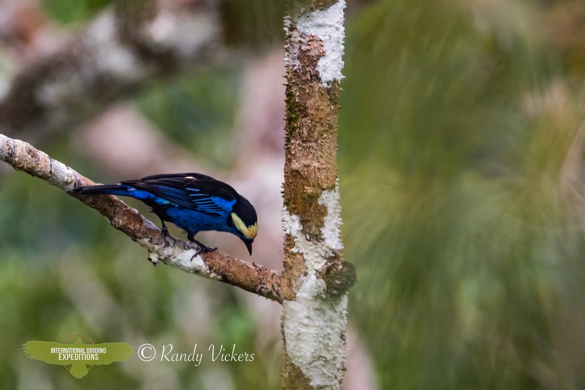 Opal-crowned Tanager - Randy Vickers