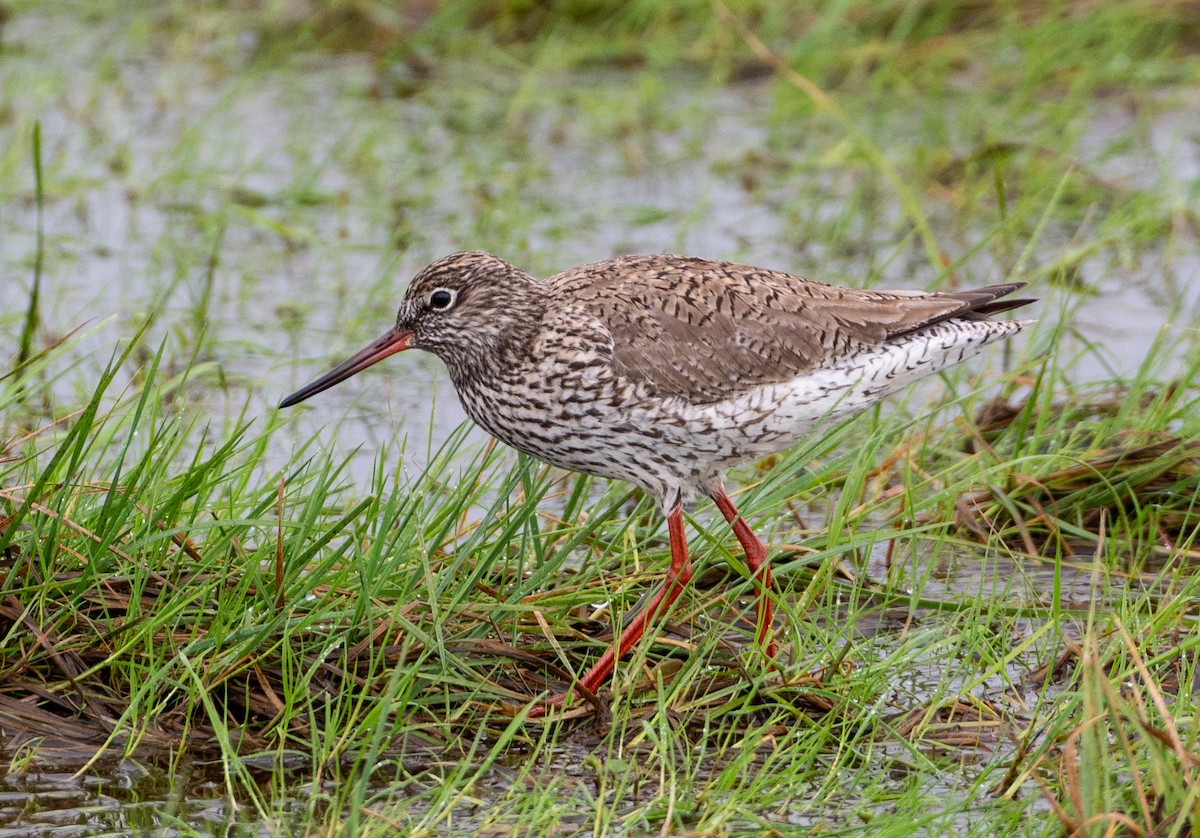 Common Redshank - ML616781626