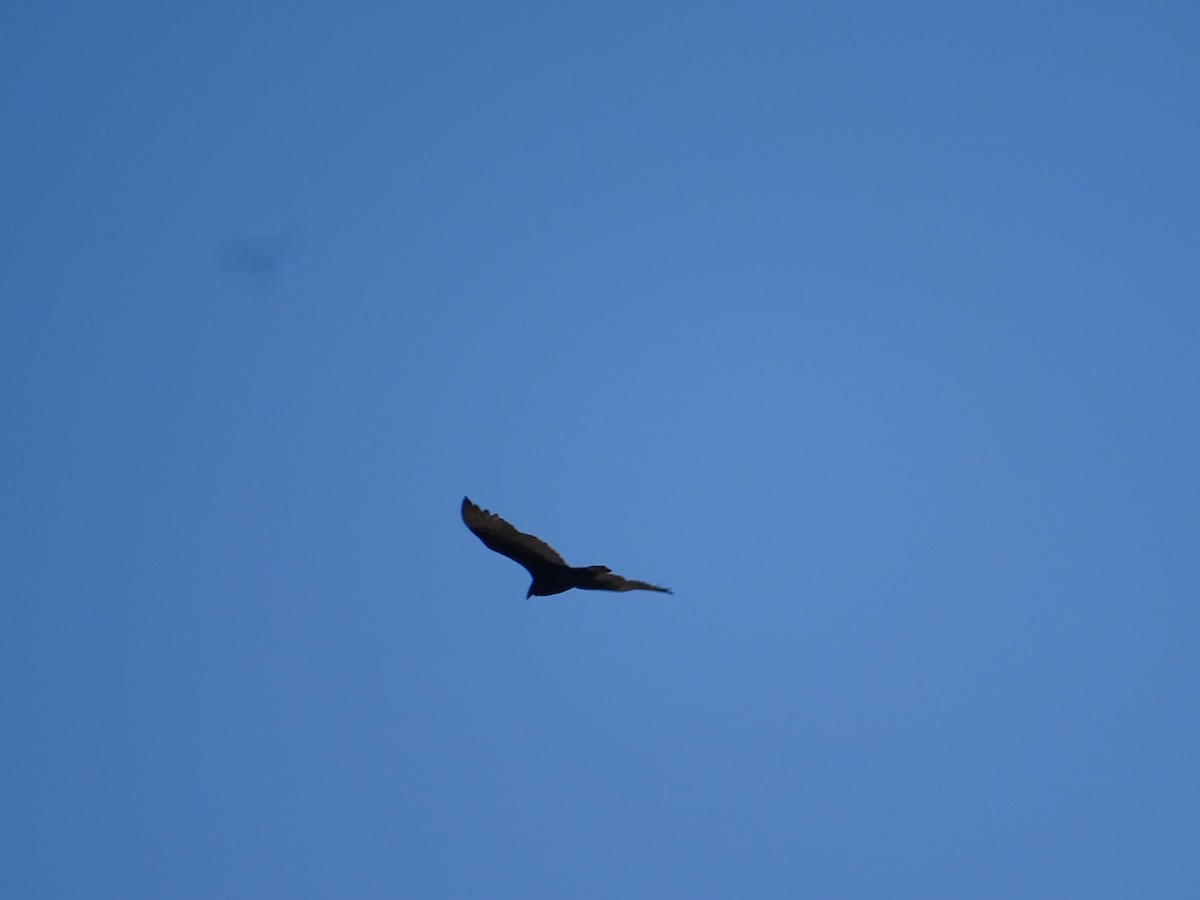 Turkey Vulture - ML616781632