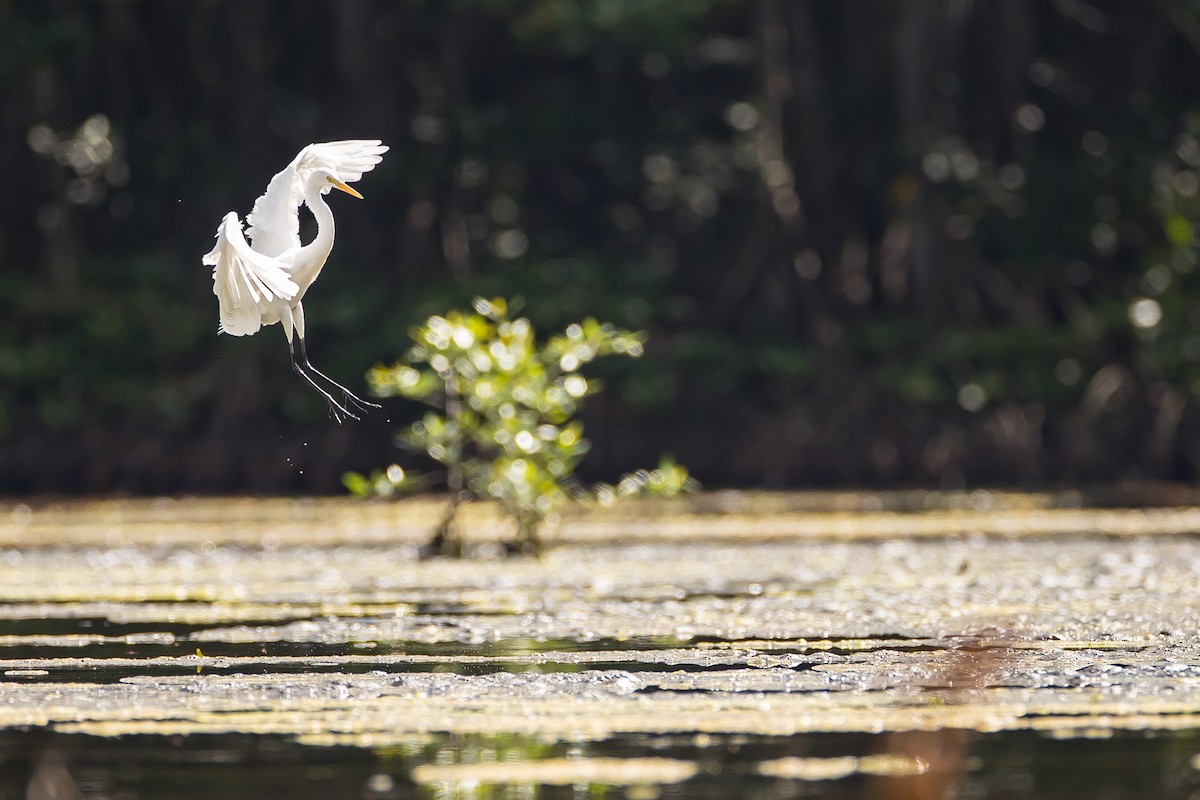 Great Egret - ML616781638