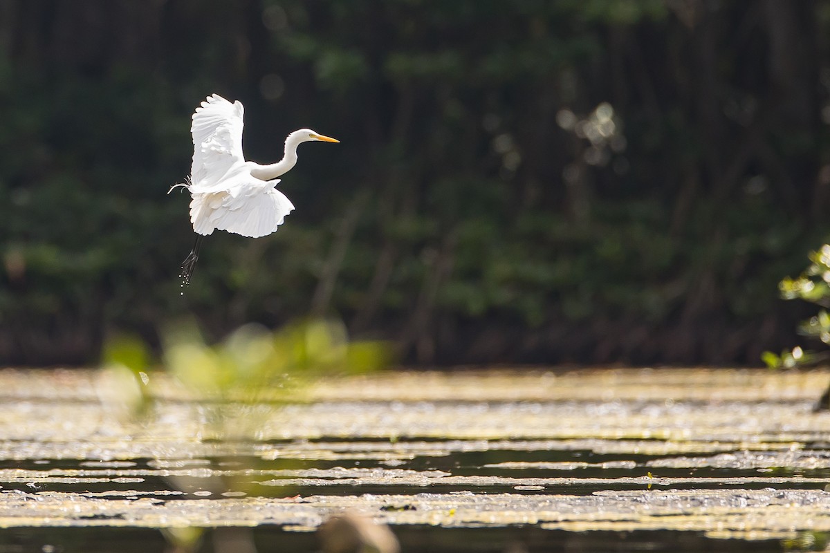 Great Egret - ML616781639