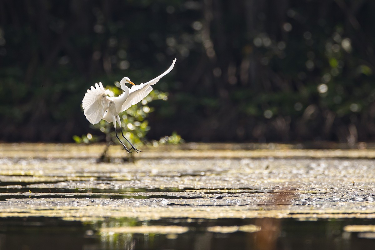 Great Egret - ML616781646