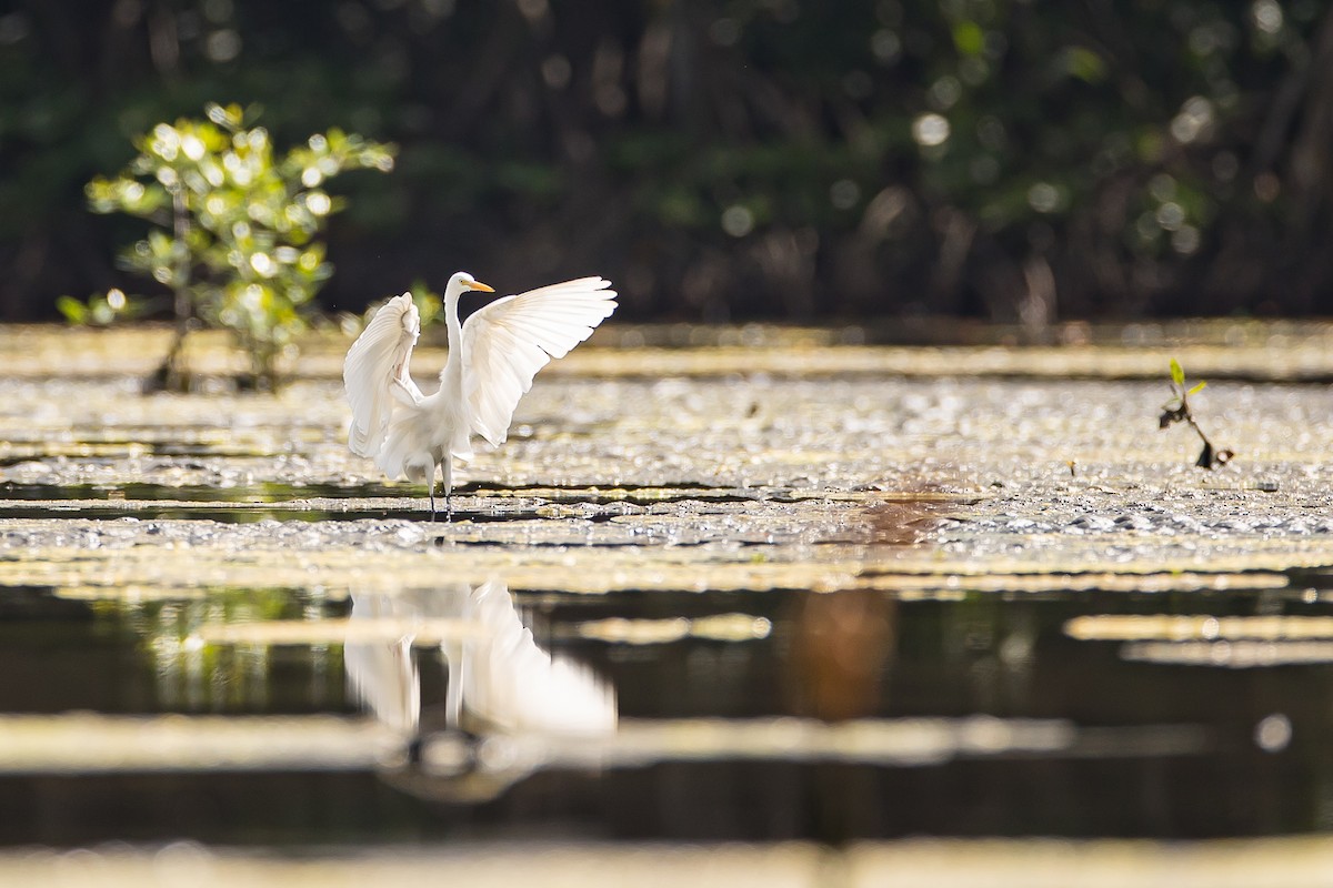 Great Egret - ML616781654