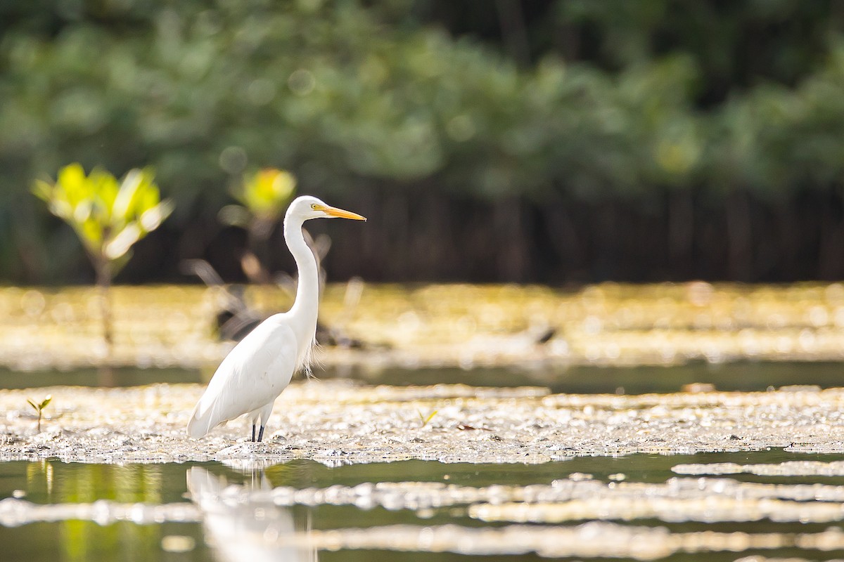 Great Egret - ML616781662