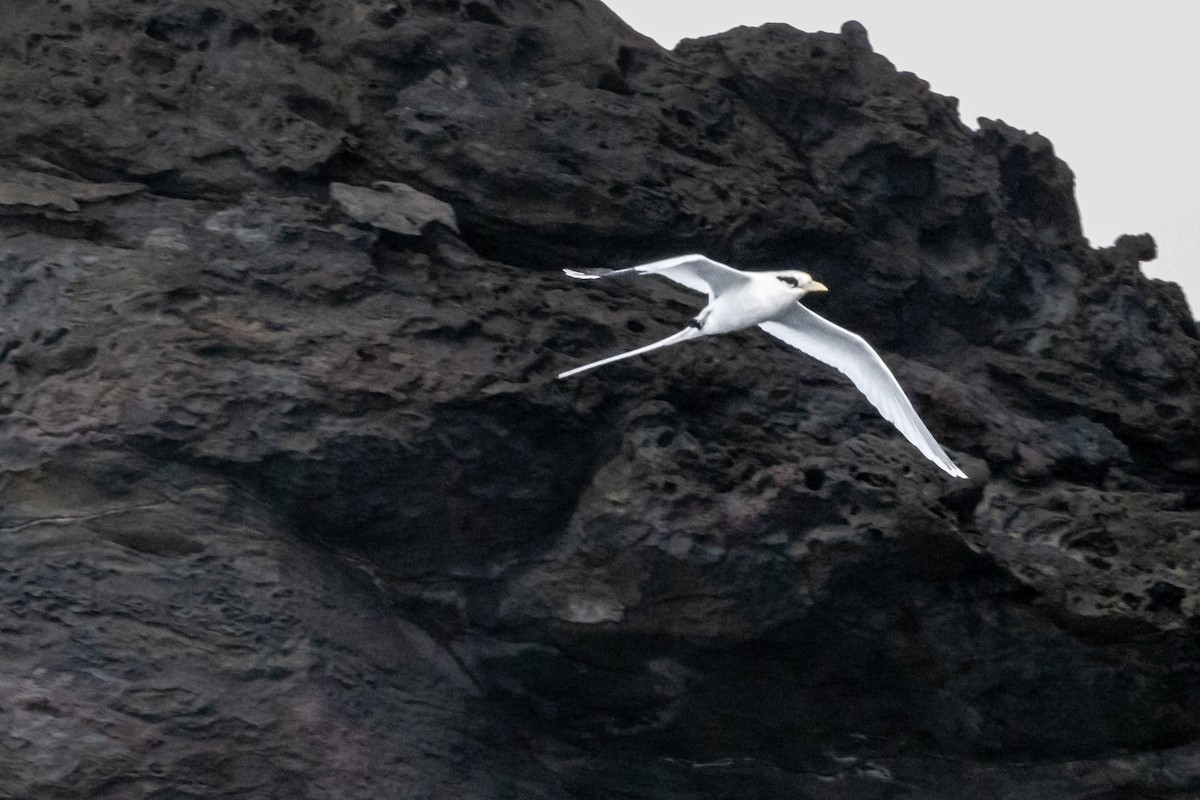 White-tailed Tropicbird - Eric Wolfe