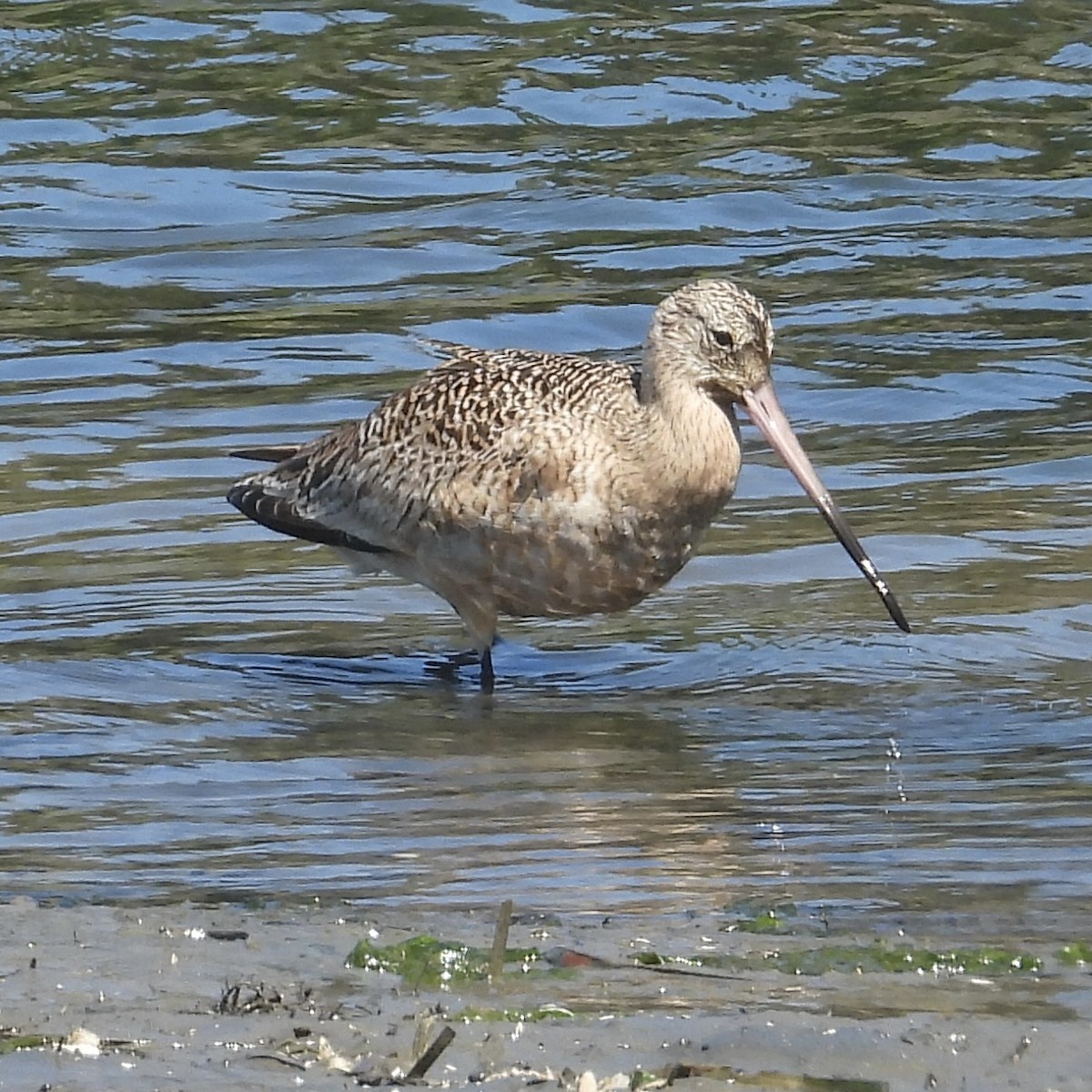 Marbled Godwit - Heather O'Connor