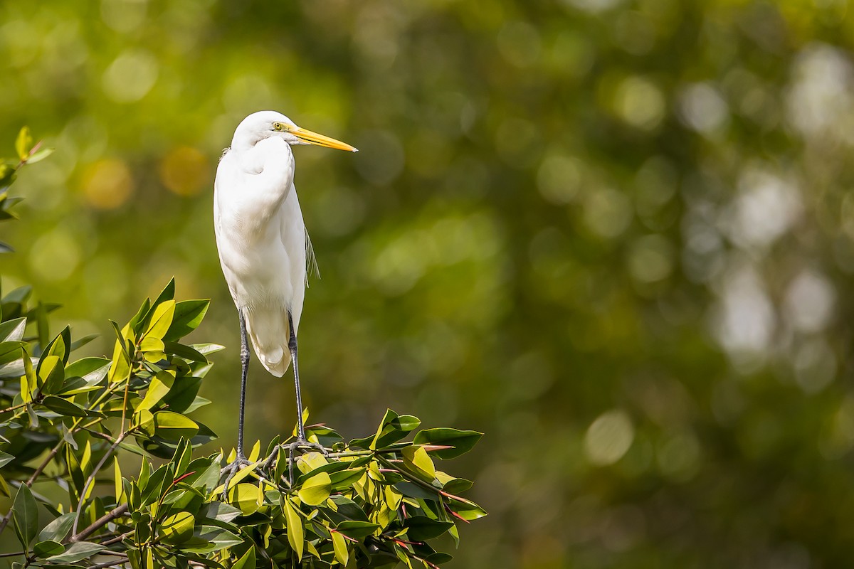 Great Egret - ML616781684