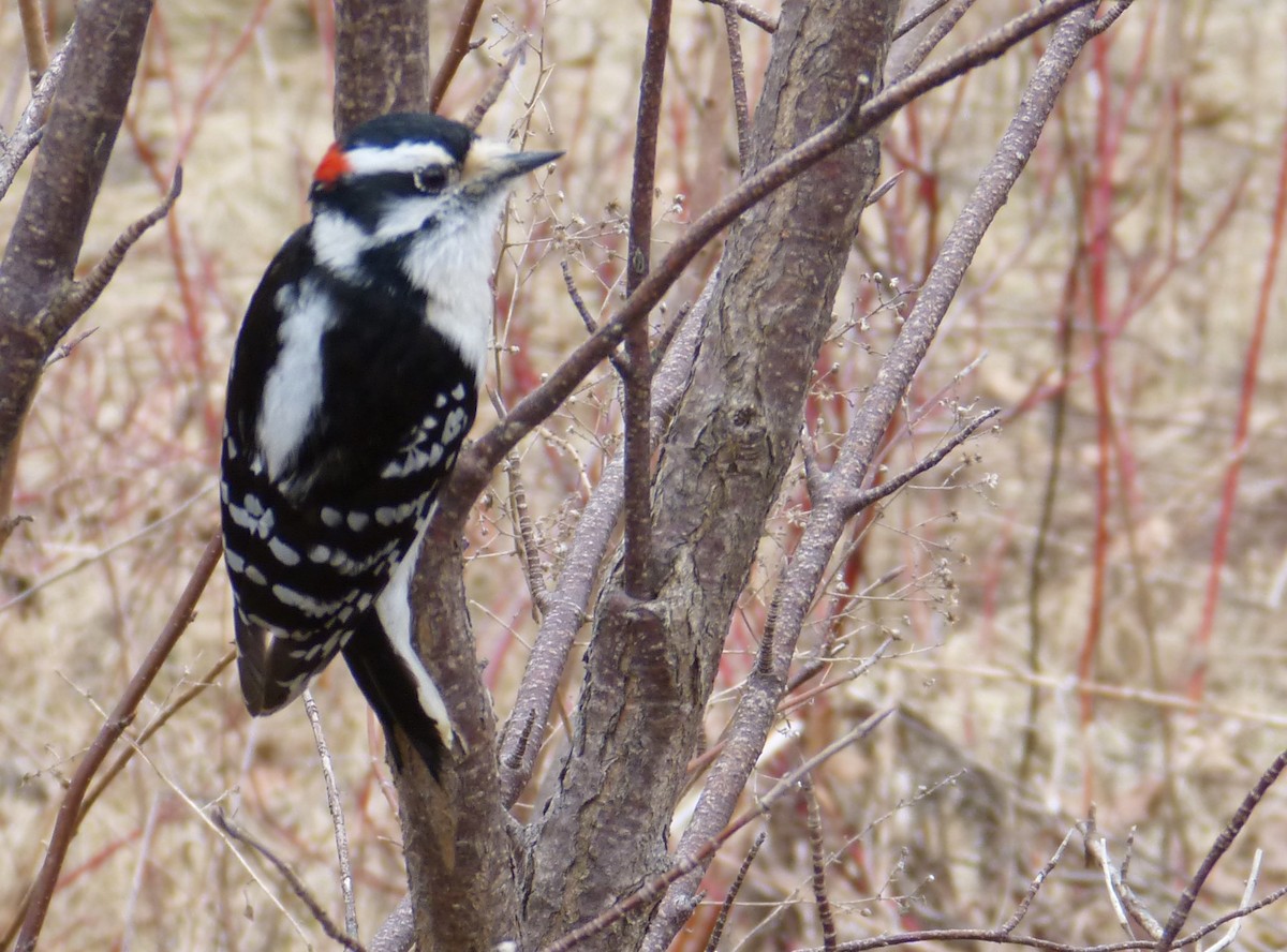 Downy Woodpecker - Rénald St-Onge