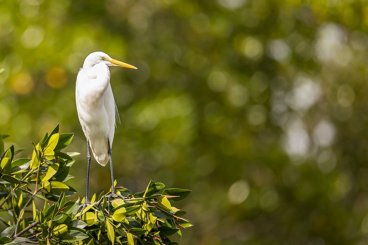 Great Egret - ML616781688