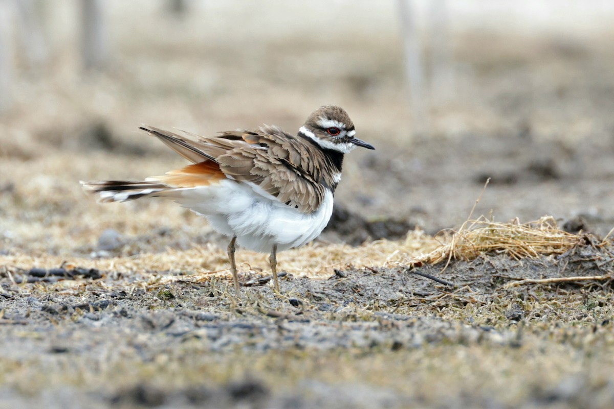 Killdeer - ML616781700