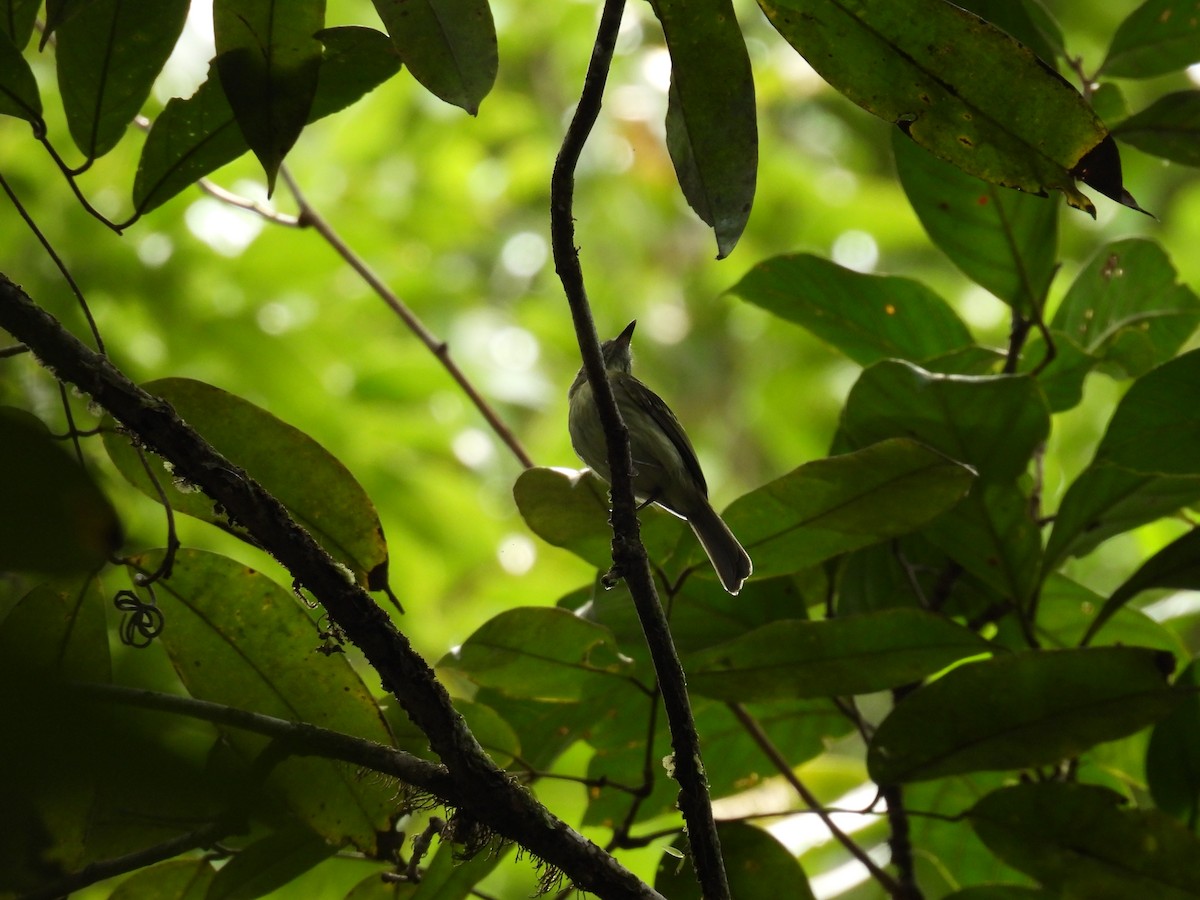 White-eyed Tody-Tyrant - ML616781701