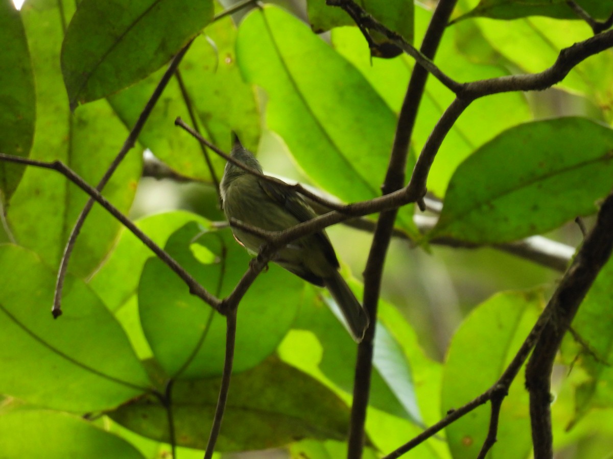 White-eyed Tody-Tyrant - ML616781702