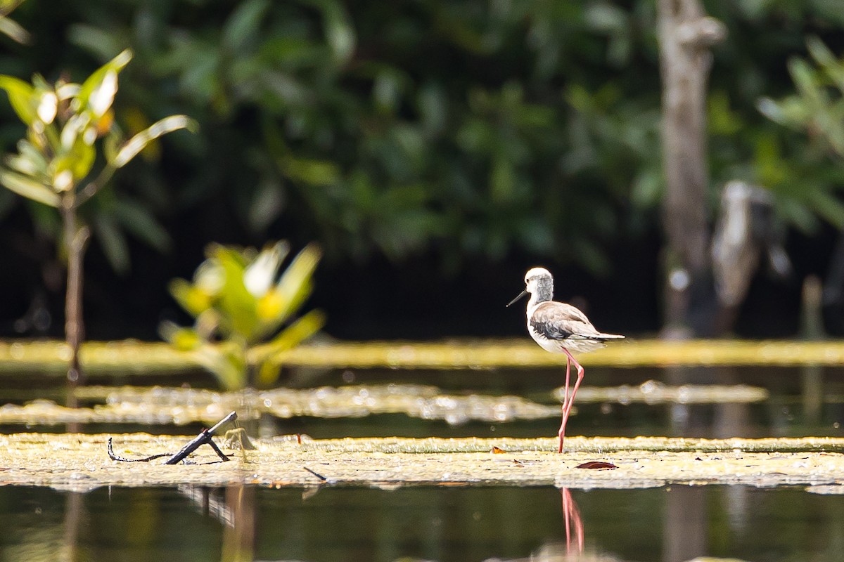 Black-winged Stilt - ML616781704