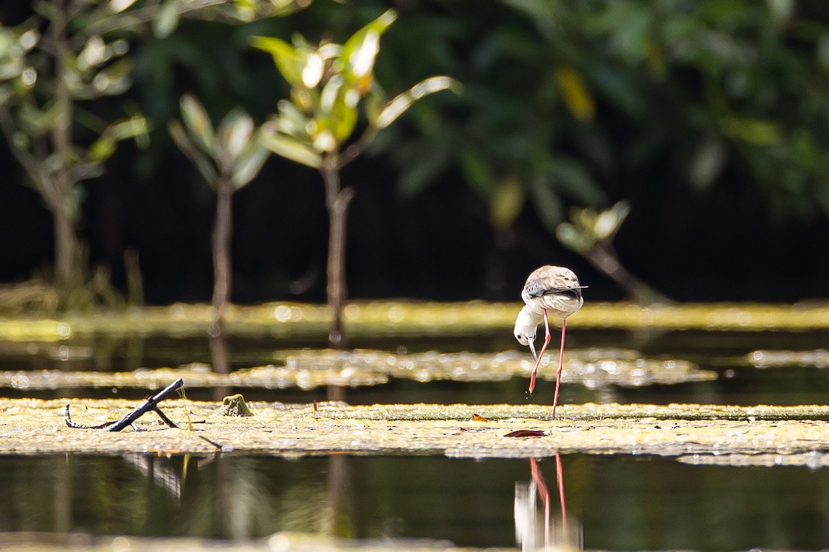 Black-winged Stilt - ML616781705