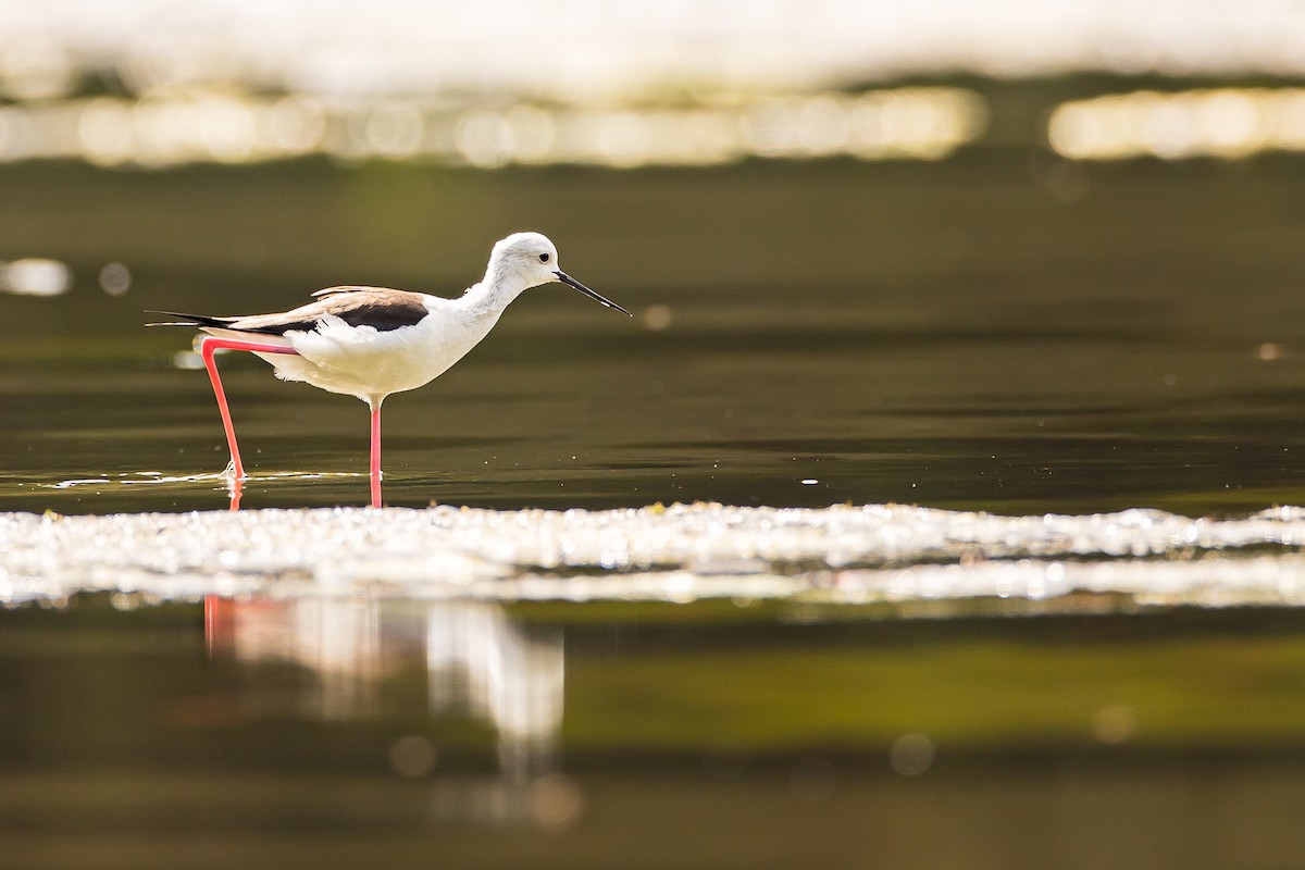 Black-winged Stilt - ML616781712