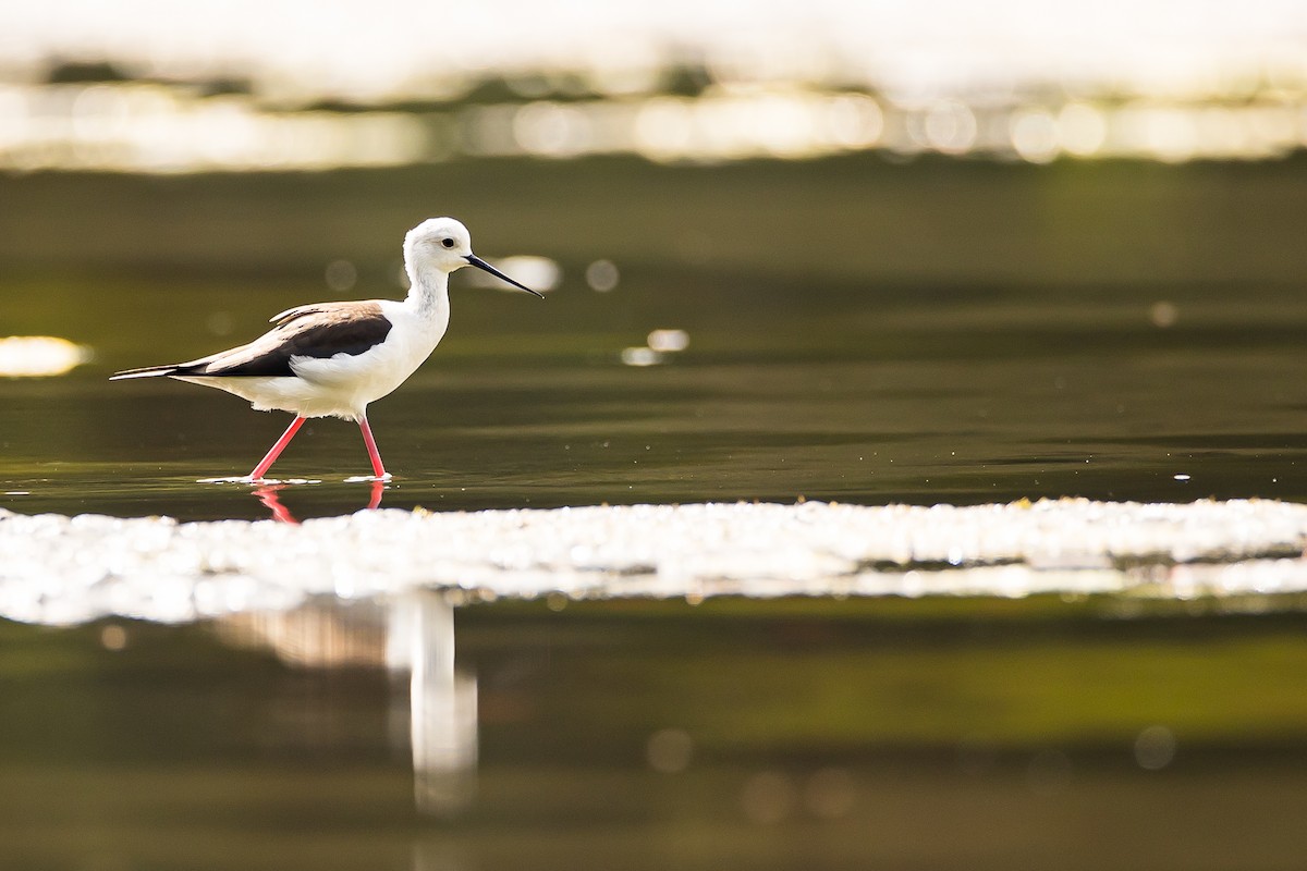 Black-winged Stilt - ML616781713