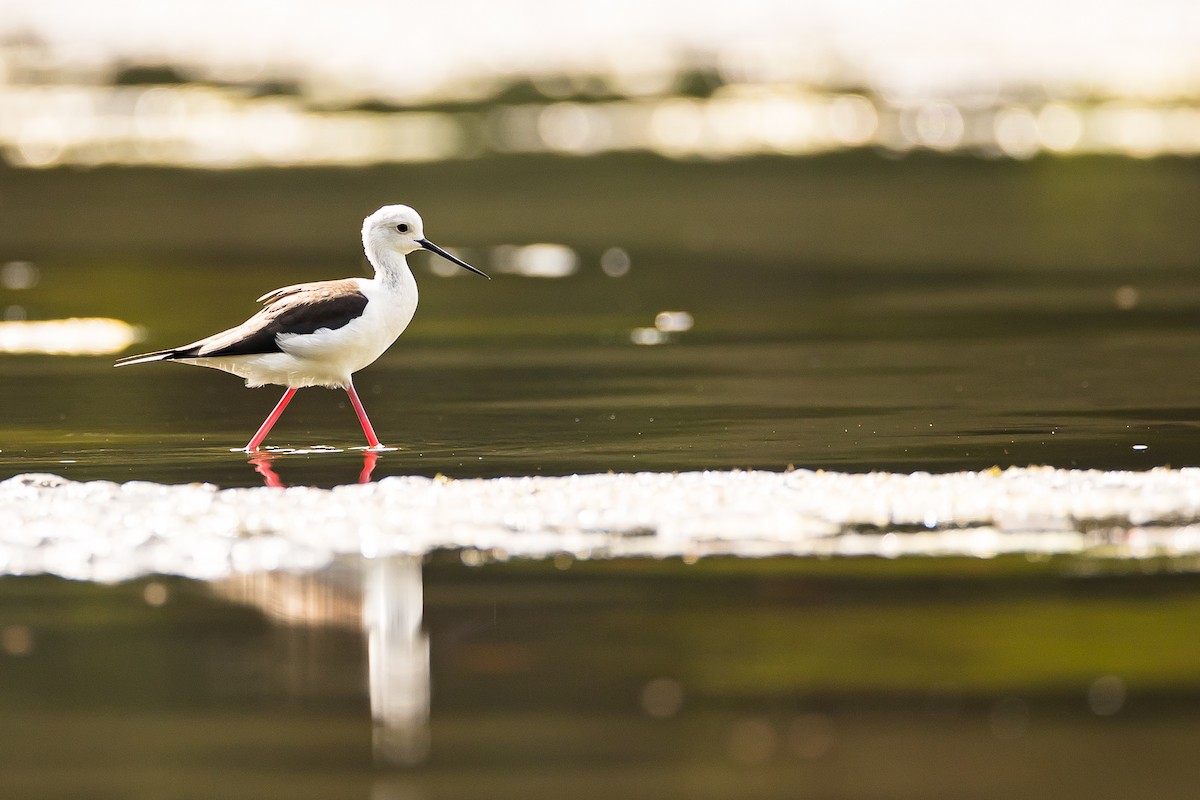 Black-winged Stilt - ML616781714