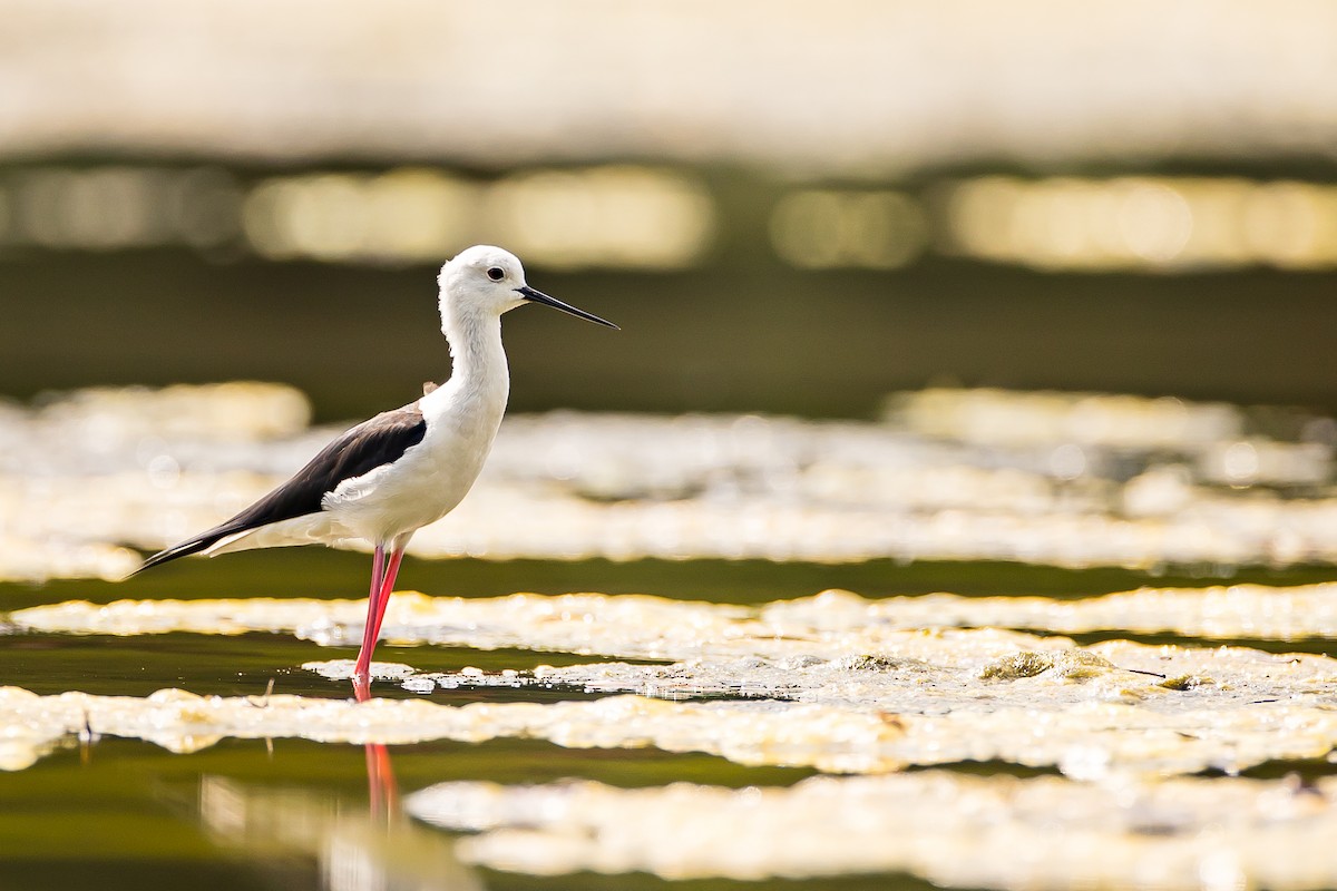 Black-winged Stilt - ML616781719